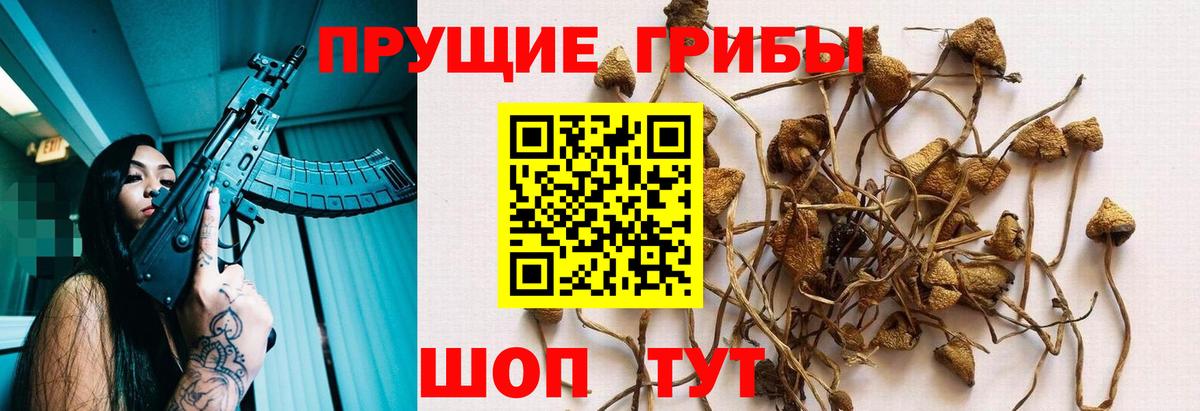 Гуково  Псилоцибиновые грибы Cubensis  Вход с VPN 